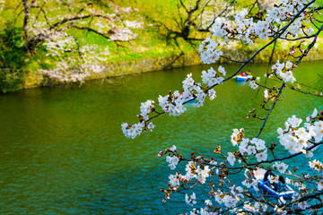 [東京都] 千鳥ヶ淵の桜 (No.7964)