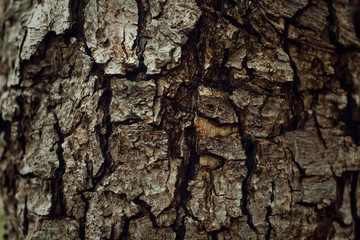 Close up dry tree bark texture background
