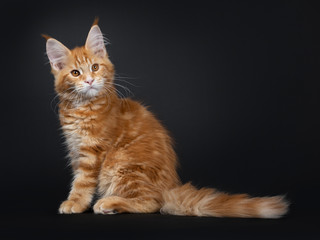 Fototapeta na wymiar Cute fluffy red tabby Maine Coon cat kitten, sitting side ways. looking over schoulder above camera with orange eyes. Isolated on black background. Tail behind body.