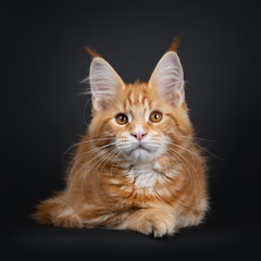 Cute fluffy red tabby Maine Coon cat kitten, laying down facing front. Looking curious above camera with orange eyes. Isolated on black background. Tail curled around body.