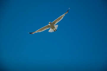 seagull in the sky