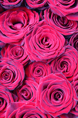 background with pink roses