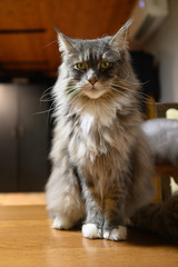 Closed up of domestic adorable black grey Maine Coon kitten, young peaceful cat in sunshine day