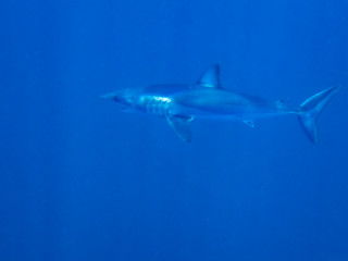 Mako Shark (Isurus oxyrinchus)
