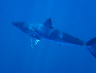 Fototapeta premium Mako Shark (Isurus oxyrinchus)