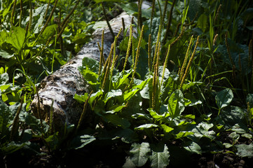 fallen birch in the forest