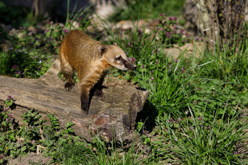 Full body of sitting nasua raccoon on the tree stump