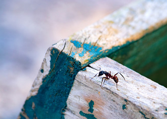 Ant walking over a wooden board.