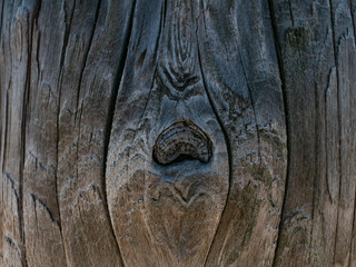 Fototapeta premium Beautiful natural wooden background. dry tree trunk.wood texture