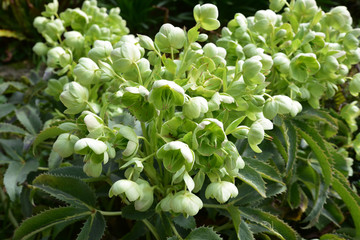 Hell&eacute;bore de Corse au printemps