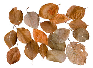 Autumn leaves arranged on a white background