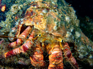 Elegant Hermit Crab (Aniculus elegans)