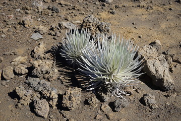 Silversword