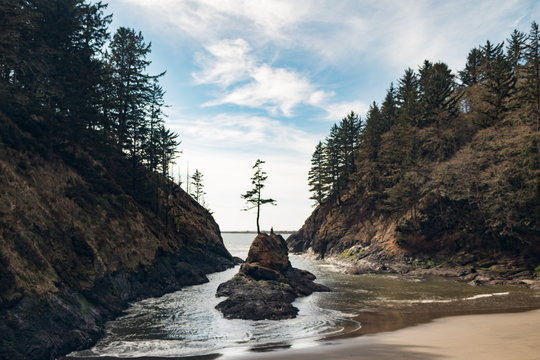 Tree in Dead Men's Cove, Cape Disappointment State Park, Washington