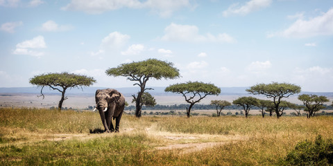 Kenya Africa scene with large elephant walking down path through field in the Mara Triangle of Kenya, Africa
