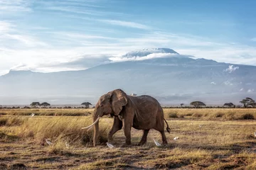 Rolgordijnen African Elephant Walking Past Mount Kilimanjaro © adogslifephoto