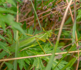great green bush-cricket