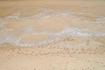 Fototapeta na wymiar Yellow sand with white shells and birds footprints on wild beach closeup