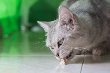 Cat eating bread on floor.