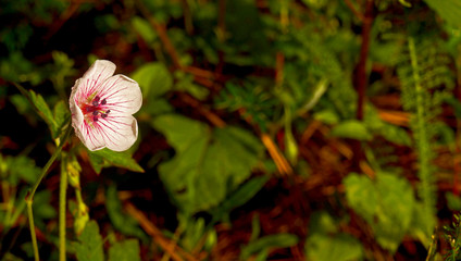 Flor sola