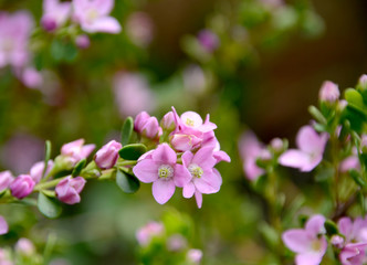 Pretty Pink Flowers