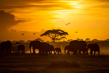 Fototapeta na wymiar Herd of African Elephants at Golden Sunset