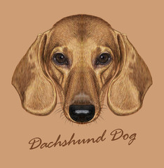 Dachshund dog animal cute face. Vector cute dachshund puppy head portrait. Realistic fur portrait of golden funny dachshund doggy isolated on beige background.