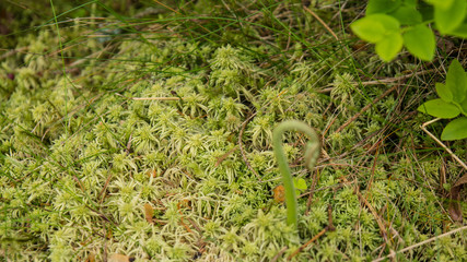 rare kind of moss
