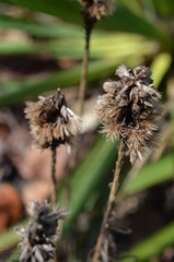 Atry jesienne, zeszłoroczne pedy kwiatowe, Aster © Ewa