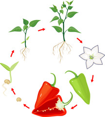 Life cycle of pepper plant. Stages of growth from seed and sprout to adult plant and ripe red fruit isolated on white background