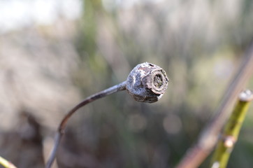 Suchy owoc róży (Rosa sp.) makro zimowej rośliny © Ewa