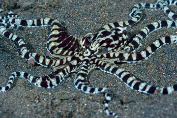 Incredible Underwater World - Mimic octopus - Thaumoctopus mimicus. Diving and underwater photography. Tulamben, Bali, Indonesia.