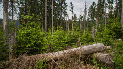 fallen tree in forest
