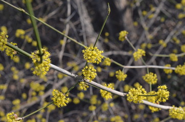dereń jadalny, kwiaty wczesną wiosną, Cornus Mas