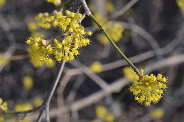 dereń jadalny, kwiaty wczesną wiosną, Cornus Mas