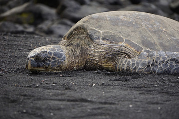 Turtle on the beach