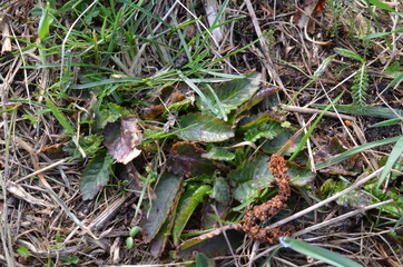 Bukwica lekarska, młode liscie wychodzące z ziemi wiosną, Betonica Officinalis