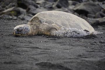 Turtle on the beach