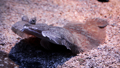 Flacher Fisch am Meeresgrund
