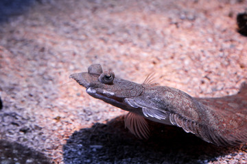 Flacher Fisch am Meeresgrund