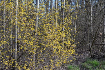 Dereń jadalny, Cornus mas, kwitnienie wczesną wiosną