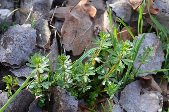 Przytulia pospolita wczesną wiosną,  Galium mollugo