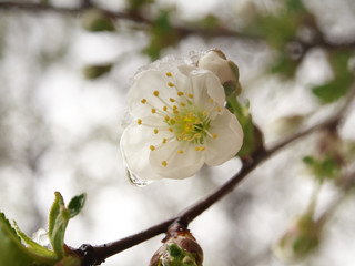 A close up of a cherry branch with pink cherry blossoms and snow on top of the flowers with a blurry background shot in extreme weather.