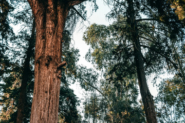 bosque