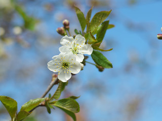 Cherry flowers on branch tree at the springtime in sunny day in the garden, blue sky background, copyspace