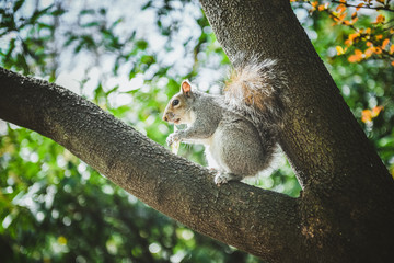 Gray funny squirrel holds potato chips in his paws and entertains tourists in London