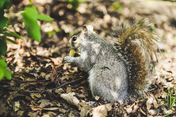 Gray funny squirrel holds potato chips in his paws and entertains tourists in London