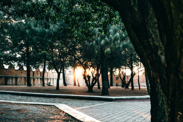 sol entre árboles