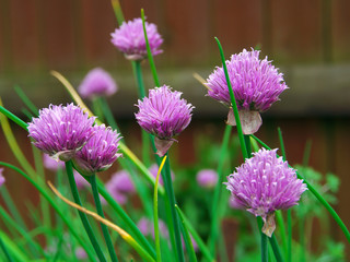 Chive onion purple violet flowers in a garden bed