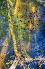 at the beginning of spring the water in the lake is transparent and you can perfectly see the flocks of floating tadpoles from which the frogs will emerge
